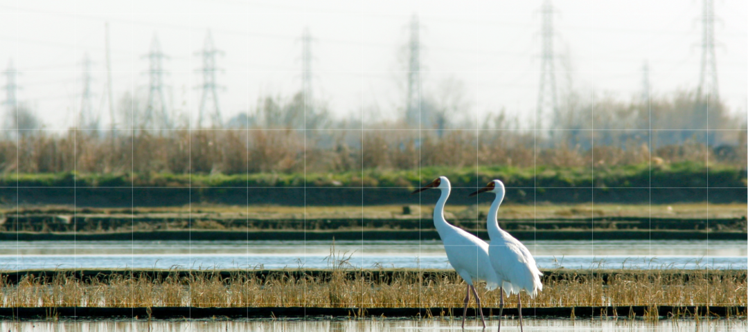 2 birds in front of transmission power lines