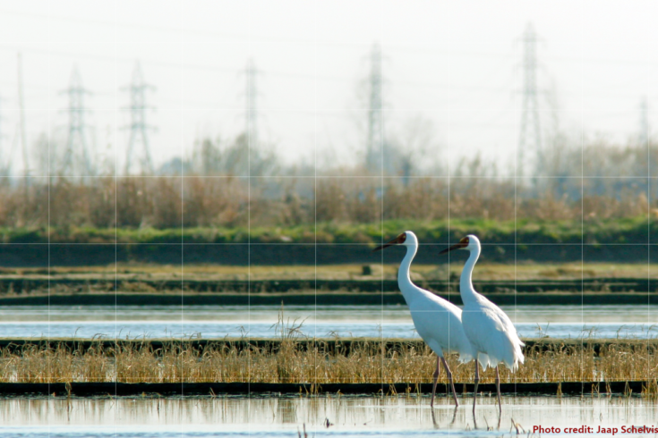 2 birds in front of transmission power lines